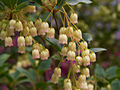 Enkianthus campanulatus IMG_6028 Enkiant dzwonkowaty